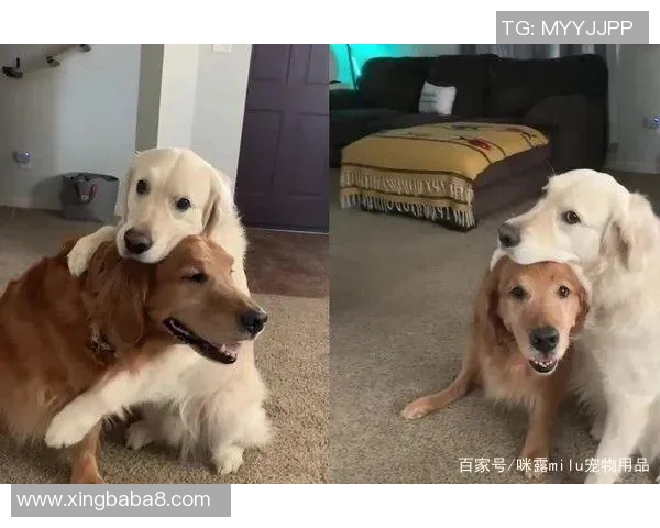 足球明星与他们的宠物们:那些令人心动的友情故事与温馨瞬间